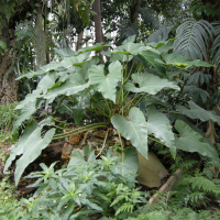 Philodendron simsii (Philodendron)