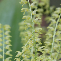 pleurothallis_gelida2bd