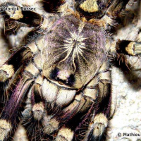 Poecilotheria subfusca (Mygale ornementale d'ivoire)