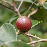 psidium_cattleianum4md