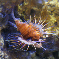 Pterois antennata (Rascasse, Rascasse à nageoires blanches)