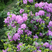 rhododendron_ponticum2md