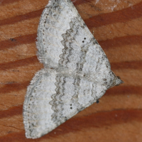 scotopteryx_bipunctaria3bd