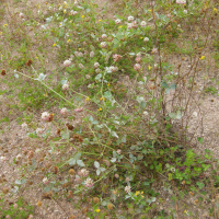 trifolium_hybridum1md (Trifolium hybridum)