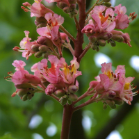 aesculus_x_carnea3md (Aesculus x carnea)