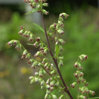 artemisia_vulgaris3amd (Artemisia vulgaris)