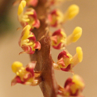 bulbophyllum_falcatum3md (Bulbophyllum falcatum)