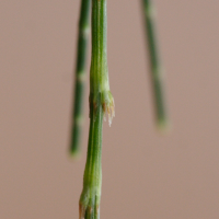 casuarina_cunninghamiana3md (Casuarina cunninghamiana)