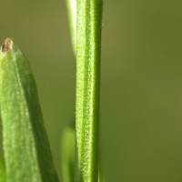 centaurium_littorale4amd