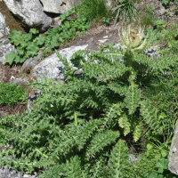 Cirsium spinosissimum (Cirse épineux)