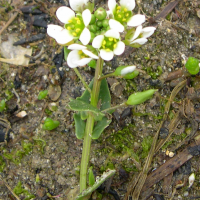 cochlearia_officinalis3md (Cochlearia officinalis)