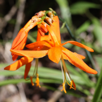 crocosmia_x_crocosmiiflora4md (Crocosmia x crocosmiiflora)