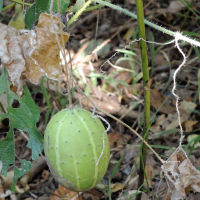 cucumis_anguria2md (Cucumis anguria)