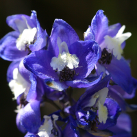 delphinium_elatum2md (Delphinium (= Consolida) elatum)