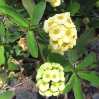 euphorbia_milii4bd