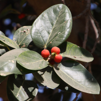 ficus_benghalensis5md
