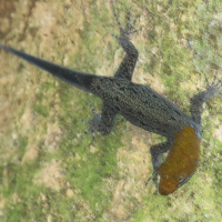 Gonatodes albogularis (Gecko)