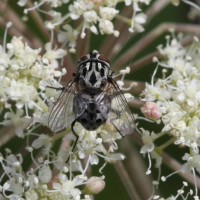 graphomya_maculata