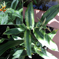 Heliconia aurantiaca (Heliconia, Heliconie, Balisier)