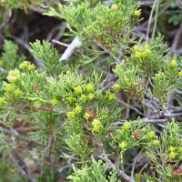 juniperus_sabina4md