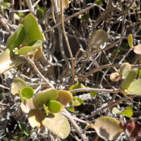 kalanchoe_bracteata2md