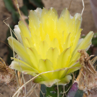 leuchtenbergia_principis2md