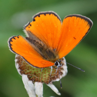 lycaena_dispar4bd