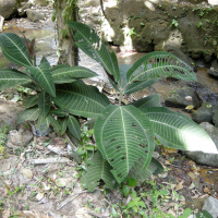 Miconia calvescens (Miconie)