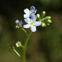 myosotis_scorpioides5md