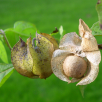 Nicandra_physalodes