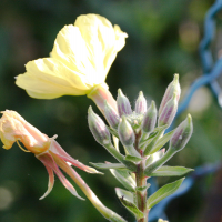 Oenothera x velutina (Onagre veloutée)