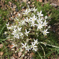 Ornithogalum umbellatum (Dame d'onze-heures, Ornithogale)