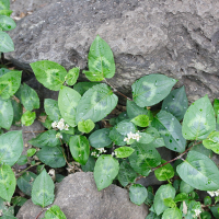 persicaria_chinensis6md