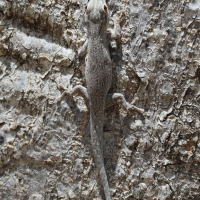 Phelsuma mutabilis (Gecko)