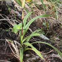 phragmipedium_longifolium6md