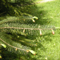picea_sitchensis2md