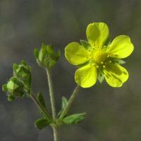 potentilla_inclinata2md