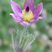 pulsatilla_vulgaris3md