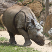 Rhinoceros unicornis (Rhinocéros unicorne de l'Inde)