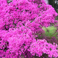 Rhododendron kiusianum 'Amoenum' (Azalée du Japon)