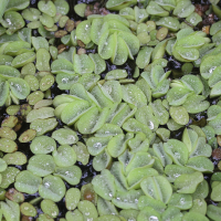 Salvinia auriculata (Fougère d'eau, Salvinia à oreillettes)