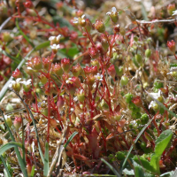 saxifraga_tridactylites2md