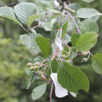 Sorbus_aria