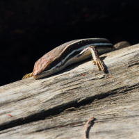 trachylepis_gravenhorstii3bd (Trachylepis gravenhorstii)