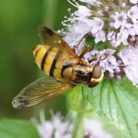 volucella_inanis1md (Volucella inanis)