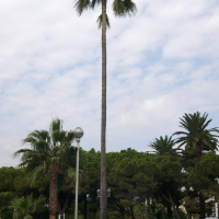 Washingtonia robusta (Palmier du Mexique, Palmier de Washington)