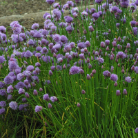 allium_schoenoprasum2md (Allium schoenoprasum)