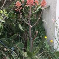 Aloe maculata (Aloès)