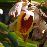 Alpinia_zerumbet (Alpinia zerumbet)