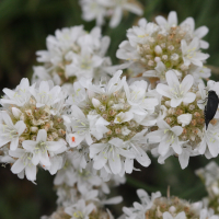 armeria_arenaria_bupleuroides2md (Armeria arenaria ssp. bupleuroides)